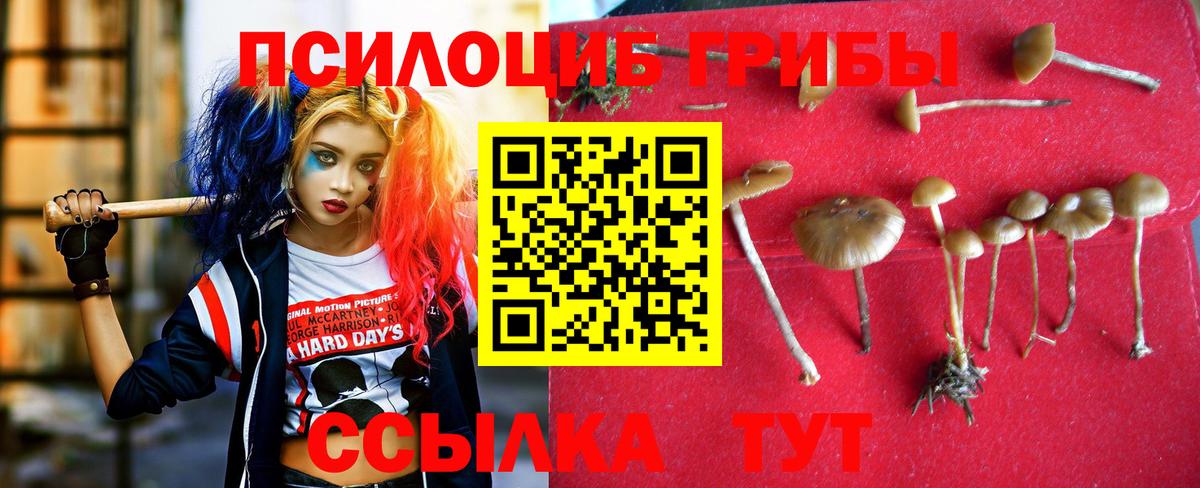 Галлюциногенные грибы Psilocybe Губкинский